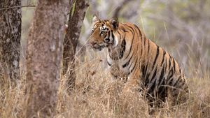 Tigress Blood's poster