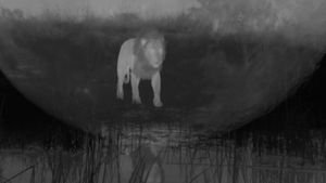Birth of a Pride's poster