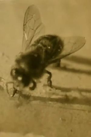 The Life of the Honey Bee's poster