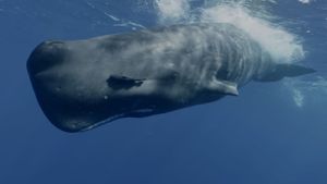 Mammifères marins - les maîtres des abysses's poster