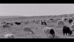 Gathering of Sheep's poster