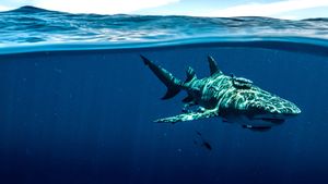 Shark Superpower's poster