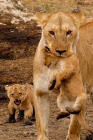 Big Cats of the Serengeti's poster