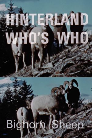 Hinterland Who's Who: Bighorn Sheep's poster