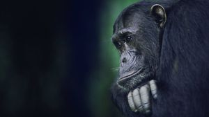 Kingdom of the Apes: Battle Lines's poster