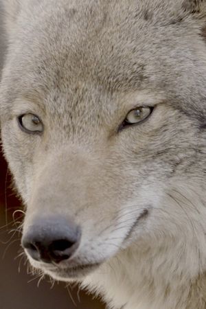 Coywolf's poster