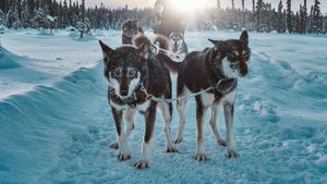Snow Dogs: Into the Wild's poster