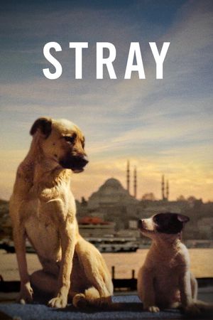 Stray's poster