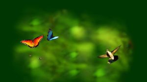 Disneynature: Wings of Life's poster