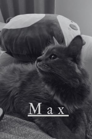 Max's poster