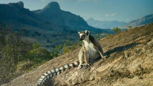 Island of Lemurs: Madagascar's poster