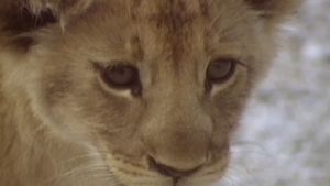 The Lions of Etosha's poster