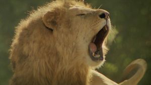 Roar's poster