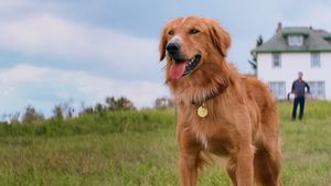 A Dog's Purpose's poster