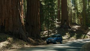 Sequoia's poster