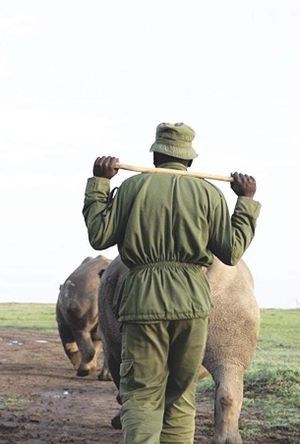 Kifaru's poster
