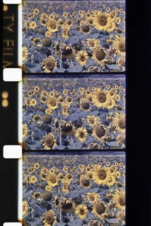 Les tournesols colorés's poster