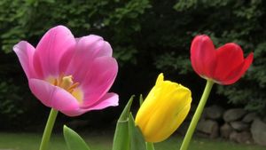 BluScenes: Flowering Gardens's poster