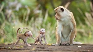Monkey Kingdom's poster
