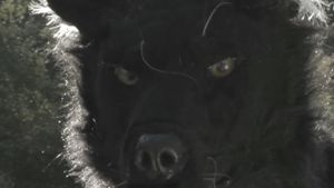 Dogman 2: The Wrath of the Litter's poster
