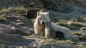 White Wolves: Ghosts of the Arctic's poster