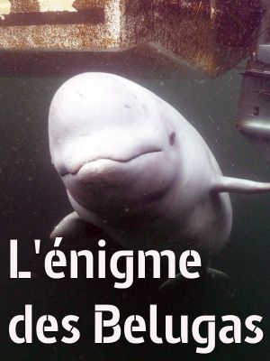 The Mystery of the Belugas's poster