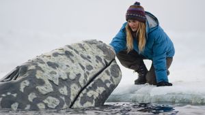 Big Miracle's poster
