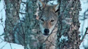 Europe's Last Wilderness's poster