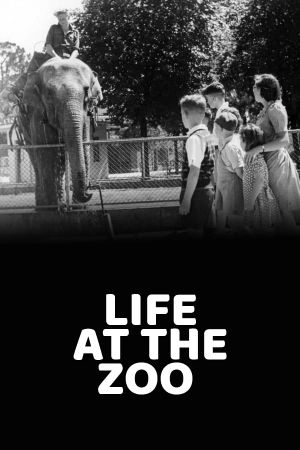 Life at the Zoo's poster