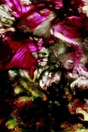 The Dante Quartet's poster