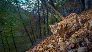The Fragile Return Of The Lynx's poster