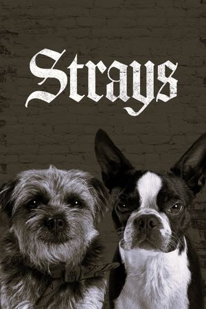 Strays's poster