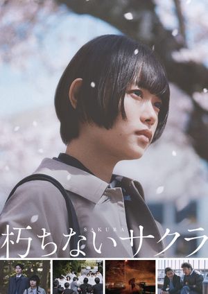 Sakura's poster