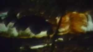 CAT's poster