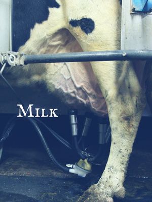 Milk's poster