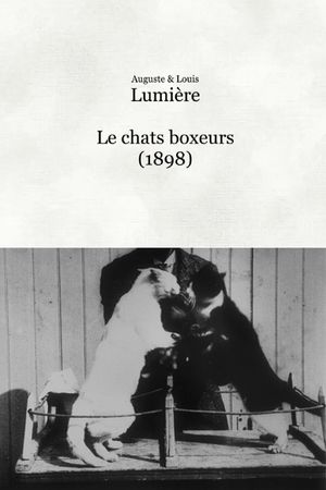 Les chats boxeurs's poster