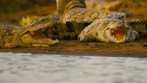 Hippo vs Croc's poster