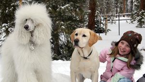 The Dog Who Saved Christmas's poster