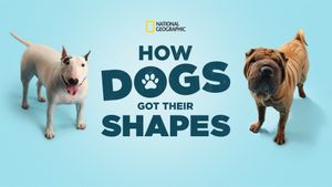 How Dogs Got Their Shapes's poster