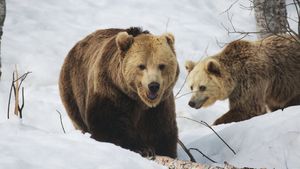 Wolf vs Bear's poster