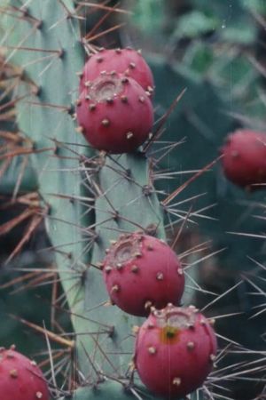 Black Cactus's poster
