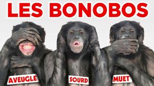 Les Bonobos's poster