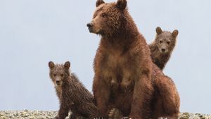 Bears's poster