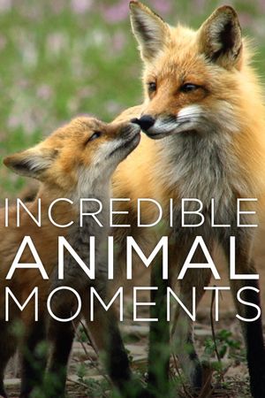 Incredible Animal Moments's poster