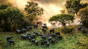 The Last Animals's poster