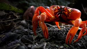 The Giant Robber Crab's poster