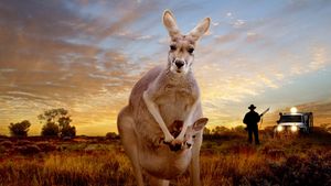 Kangaroo's poster