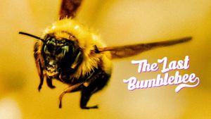 The Last Bumblebee's poster