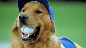 Air Bud: Seventh Inning Fetch's poster