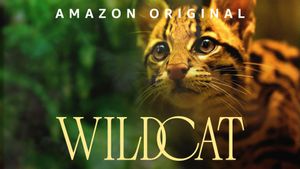 Wildcat's poster